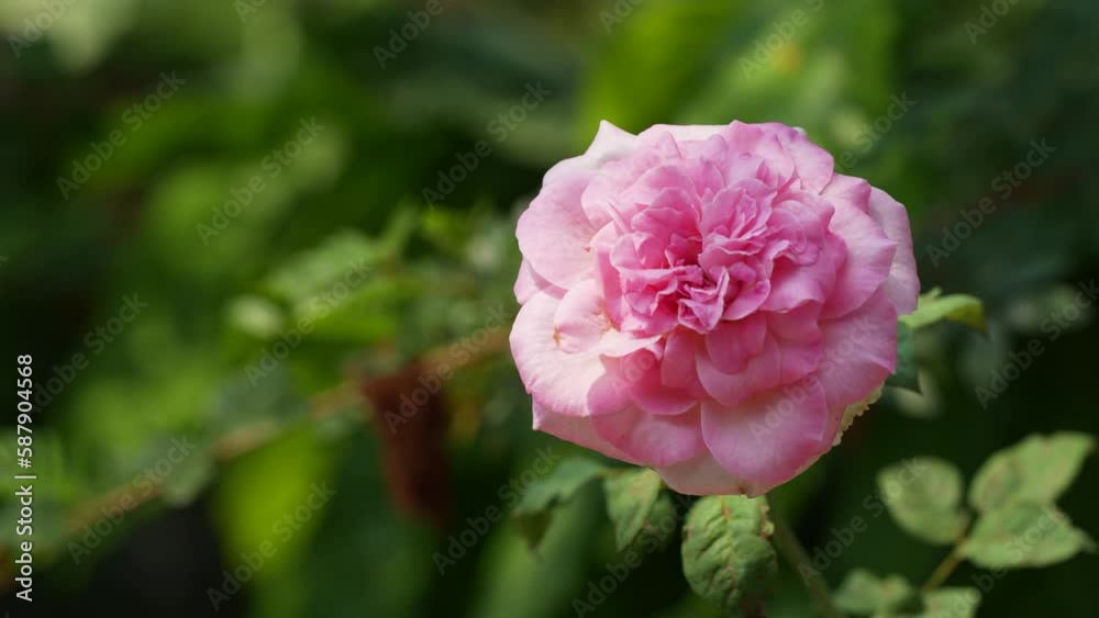 custom made wallpaper toronto digitalpink rose in the garden