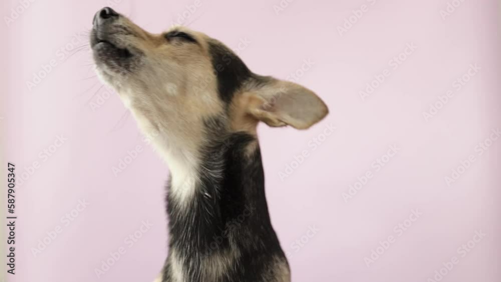 dog sings, pet whines, opens its mouth, performs a song