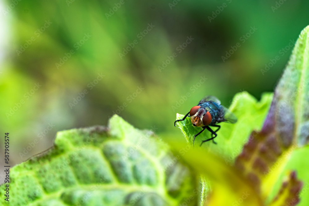 Blue fly or Calliphora vomitoria or commonly called the orange-bearded blue bottle fly Blue fly or Calliphora vomitoria or commonly called the orange-bearded blue bottle fly