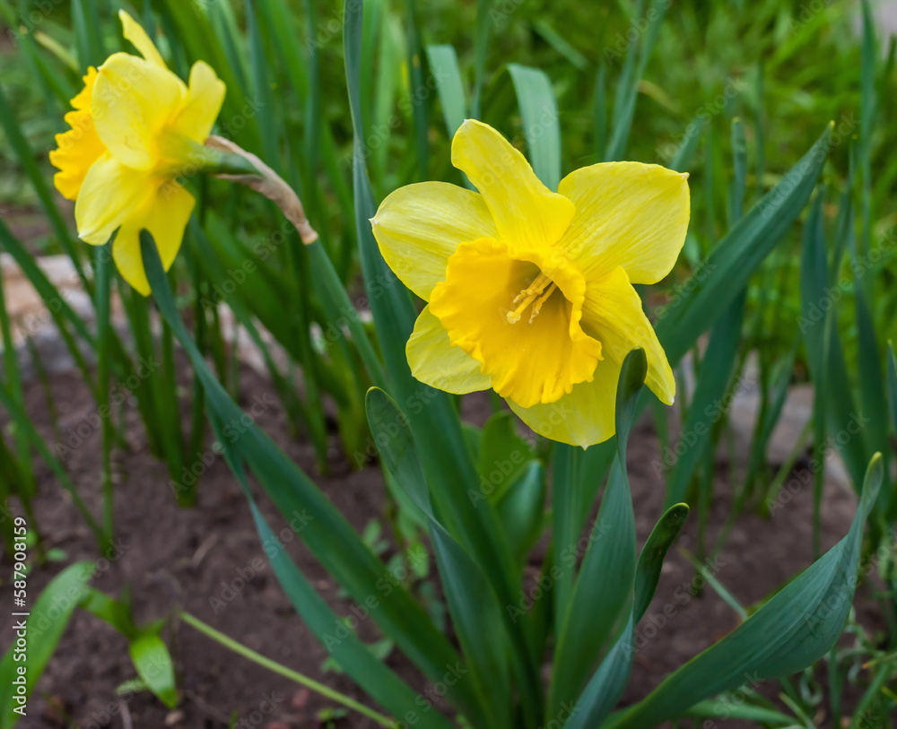 Flowers Flowers