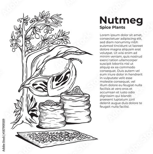 Nutmeg seed processing illustration silhouette vector