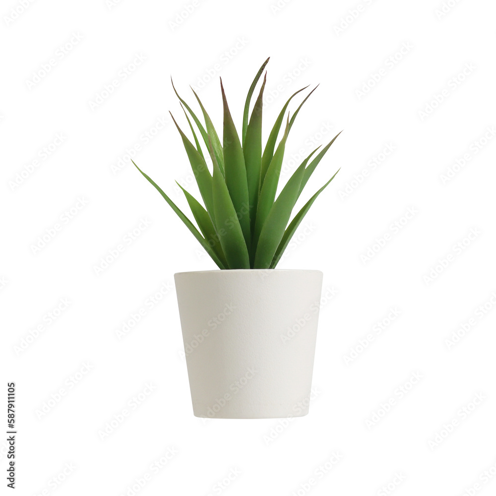 nature potted succulent plant in white flowerpot isolated in front of clean white background with green cactus and cacti is called century plant in desert nature potted succulent plant in white flowerpot isolated in front of clean white background with green cactus and cacti is called century plant in desert