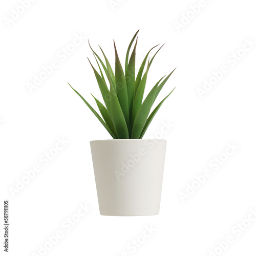 nature potted succulent plant in white flowerpot isolated in front of clean white background with green cactus and cacti is called century plant in desert