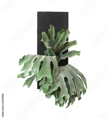 green nature tropical plant platycerium known as staghorn fern or elkhorn fern at black board isolated on clean white wall background