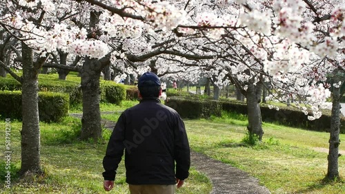 桜並木を歩く人