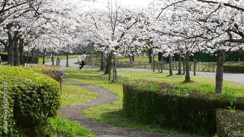 spring in the park