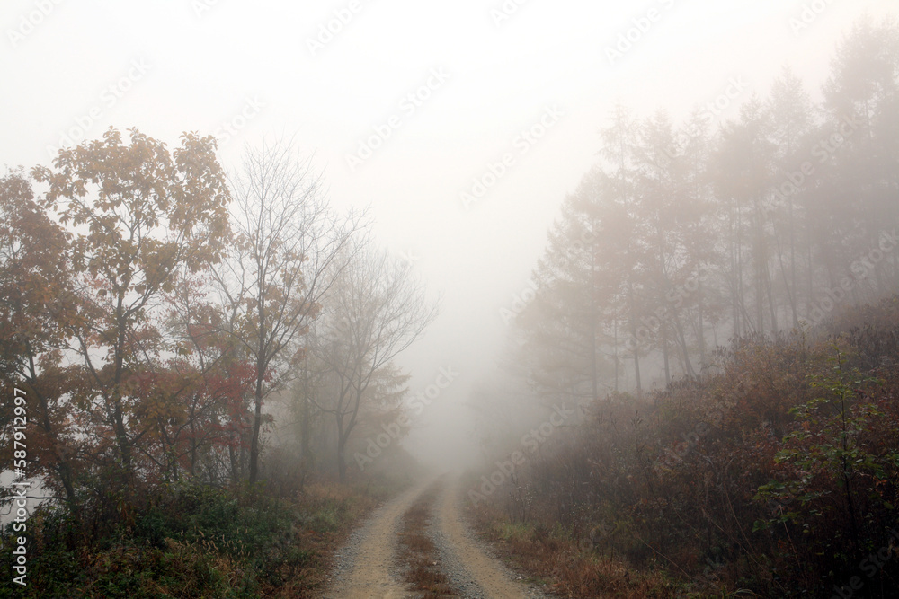 misty morning in the forest misty morning in the forest