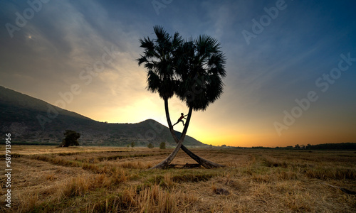 Vietnam palmyra palm tree photo