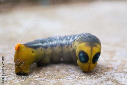 Oleander hawk moth caterpillar Daphnis nerii from European forests and woodlands. photo