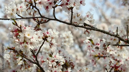 揺れる桜