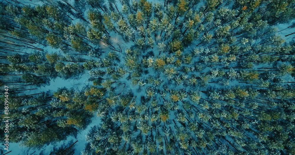 tops of pines in beautiful forest from above, drone flying over pinery in winter, 4K, Prores tops of pines in beautiful forest from above, drone flying over pinery in winter, 4K, Prores