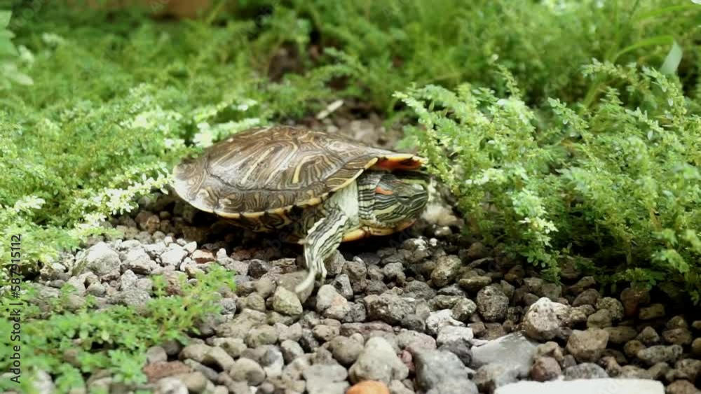 Red-eared Tortoise, Walks in the Grass Under Shady Trees, During the Day, Amphibian Tortoise, Brazilian Tortoise. Red-eared Tortoise, Walks in the Grass Under Shady Trees, During the Day, Amphibian Tortoise, Brazilian Tortoise.