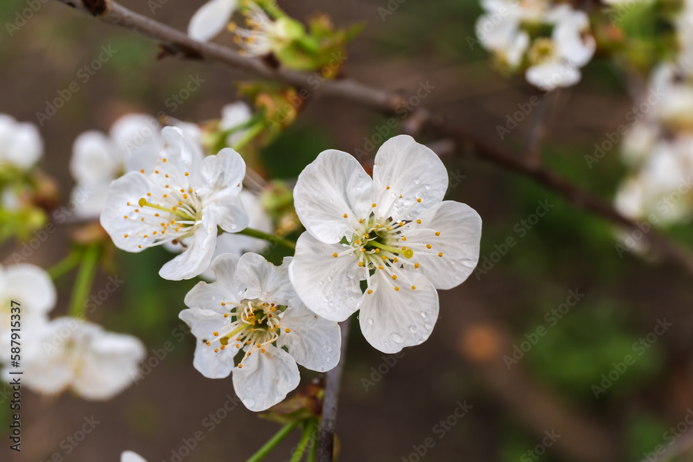 Branch of blooming cherry tree on a dark blurred background Branch of blooming cherry tree on a dark blurred background
