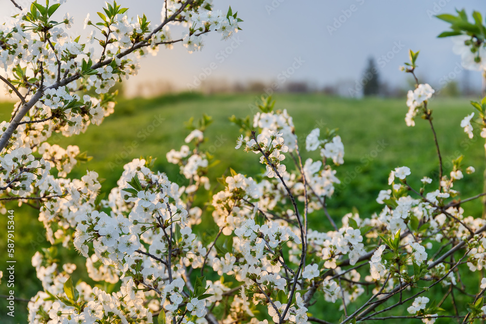 Branches of blooming cherry tree against the field at sunset