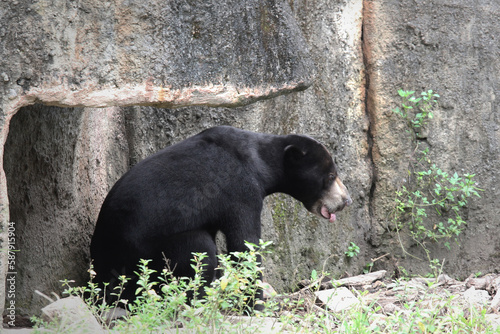 a sun bear alone in an outdoor enclosure at a zoo