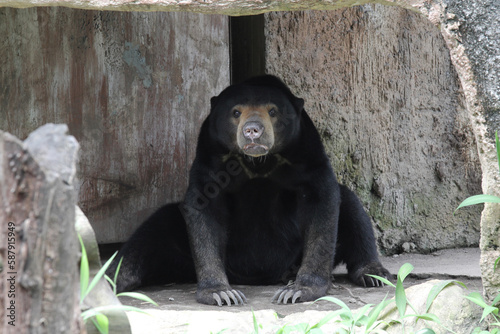 a sun bear alone in an outdoor enclosure at a zoo photo
