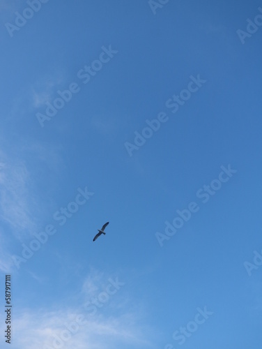 a bird fly on the sky 2