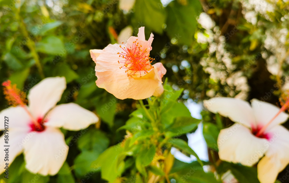 Big white hibiscus flower with bright pink fuchsia center on blurred green foliage background daylight Big white hibiscus flower with bright pink fuchsia center on blurred green foliage background daylight