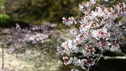 桜ふぶき