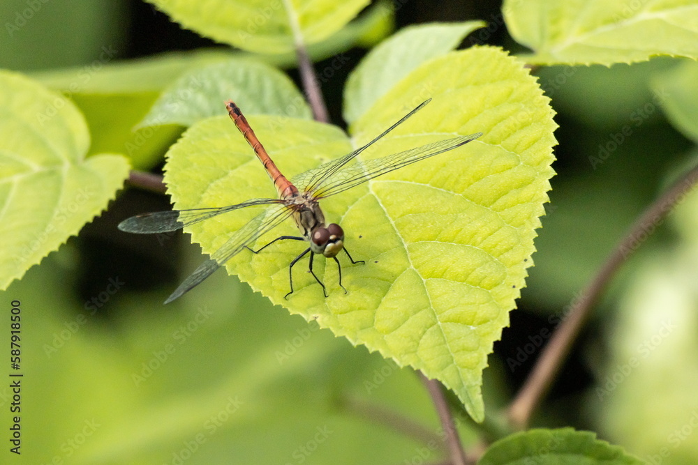 dragonfly on a leaf dragonfly on a leaf