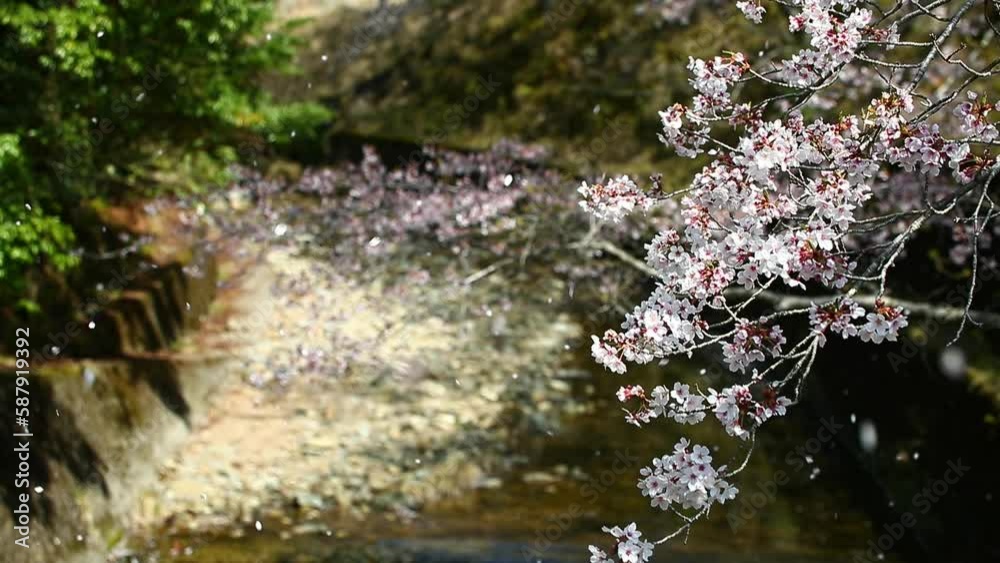 桜ふぶき 桜ふぶき