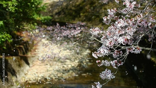 桜ふぶき