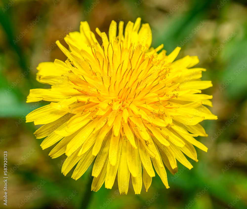 yellow dandelion (Taraxacum) flower in detail