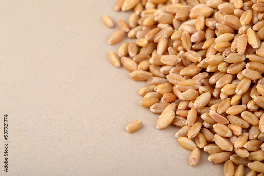 Heap Wheat grains on background. Close up