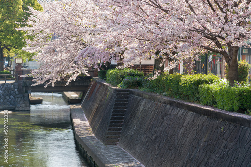 川沿いに咲く満開の桜（水の都 大垣市）