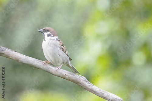 female house sparrow on branch