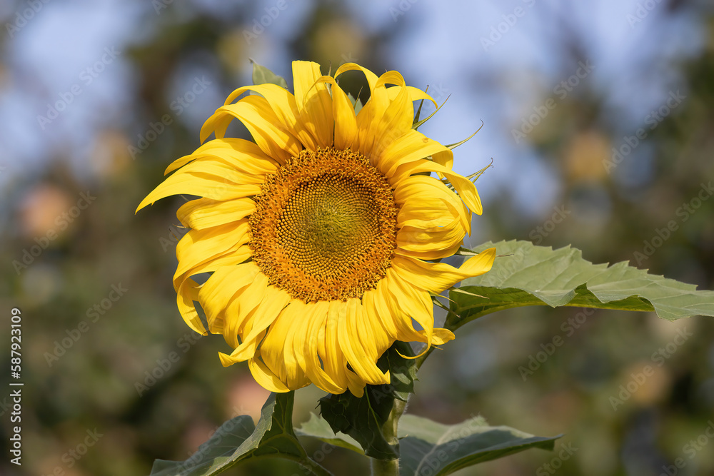 Fototapeta premium sunflower in the field
