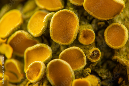 yellow lichen, a composite organism of algae or bacteria and fungi, in detail