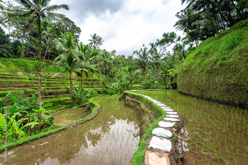panoramic view of rice terrace field in bali, indonesia panoramic view of rice terrace field in bali, indonesia