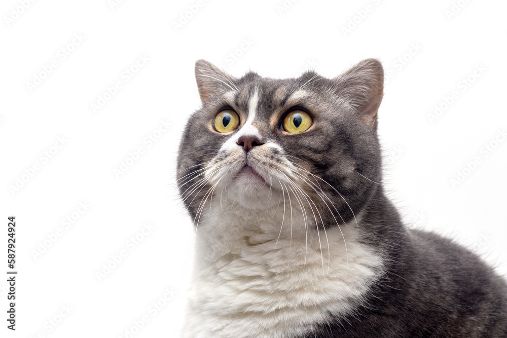 Gray shorthair British cat asks for food on a white background. A beautiful cat advertises food. Purebred Briton sitting on isolation raising his paw Gray shorthair British cat asks for food on a white background. A beautiful cat advertises food. Purebred Briton sitting on isolation raising his paw