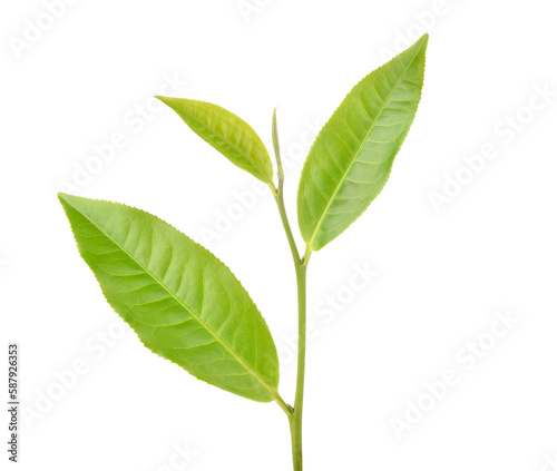 Green tea leaf isolated on white background_ Tea leaf on white background_ Tea leaf png image_ Green tea leaf png image