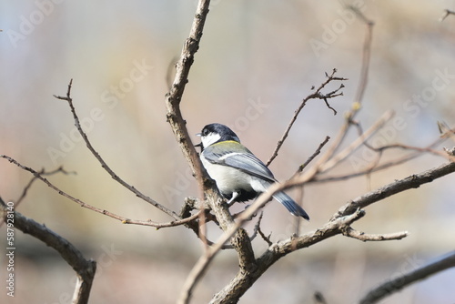 japanese tit on a branch