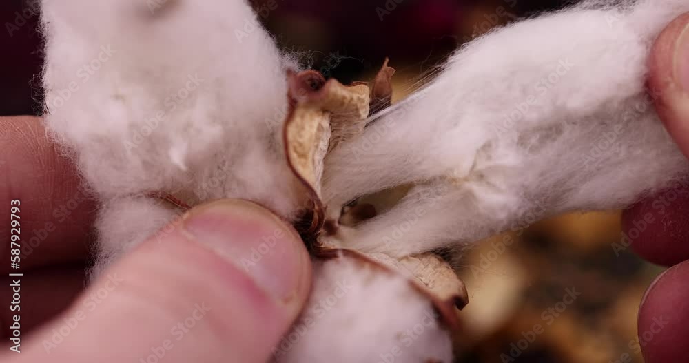 old dirty cotton flower with crumbs of dried roses and flowers, white authentic cotton close-up with other dry flowers old dirty cotton flower with crumbs of dried roses and flowers, white authentic cotton close-up with other dry flowers