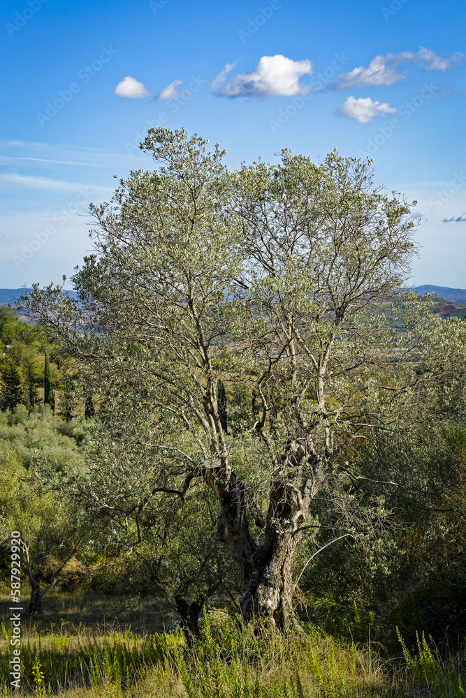 Paysage de la région Toscane en Italie Paysage de la région Toscane en Italie