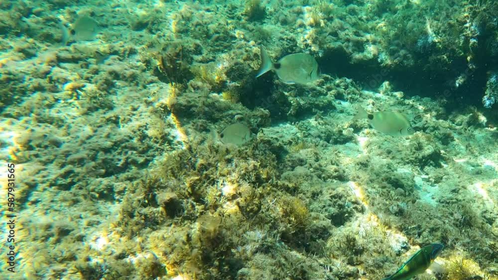 Underwater shooting of a school of fish swimming in the coral reef of the Mediterranean sea Underwater shooting of a school of fish swimming in the coral reef of the Mediterranean sea
