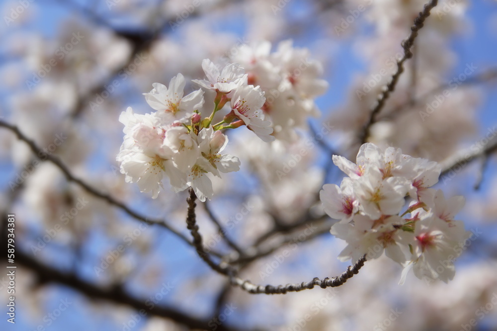 満開の桜 ソメイヨシノ 満開の桜 ソメイヨシノ