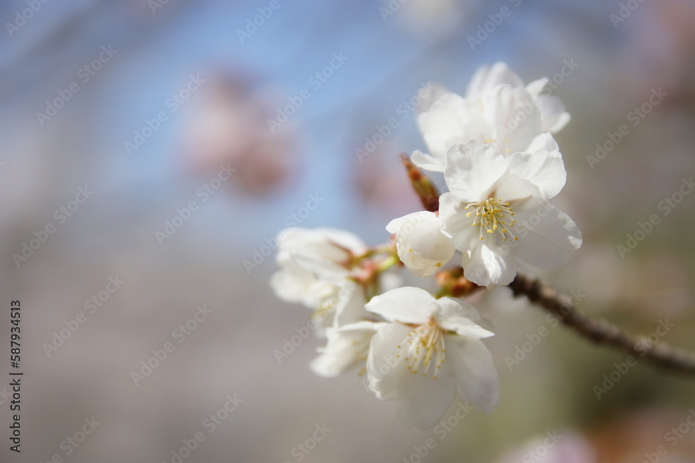 満開の桜 ソメイヨシノ 満開の桜 ソメイヨシノ
