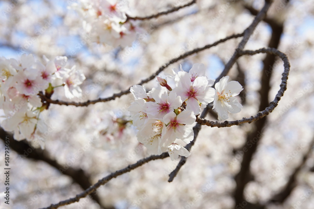満開の桜 ソメイヨシノ 満開の桜 ソメイヨシノ