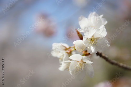 満開の桜 ソメイヨシノ