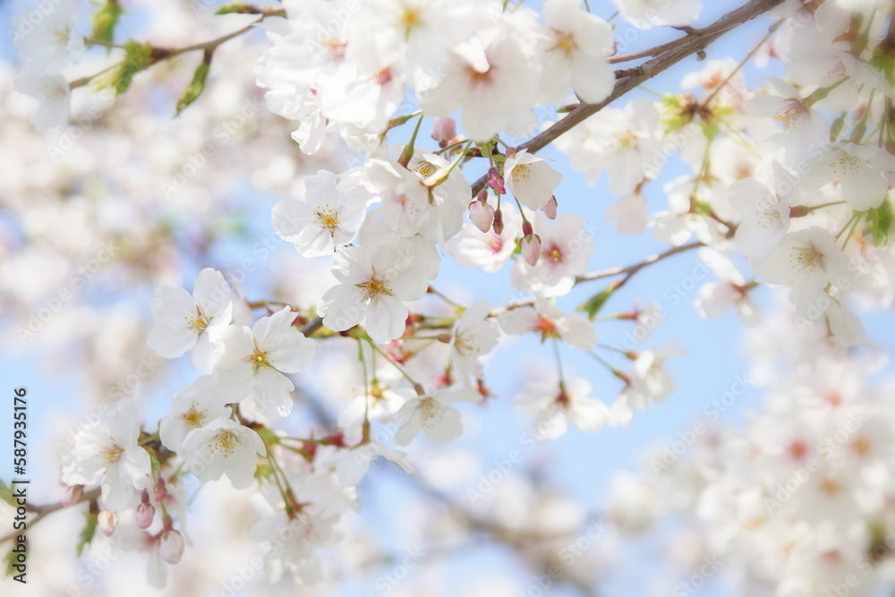 満開の桜　ソメイヨシノ