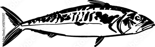 vector illustration drawing of a sketch of a fish photo