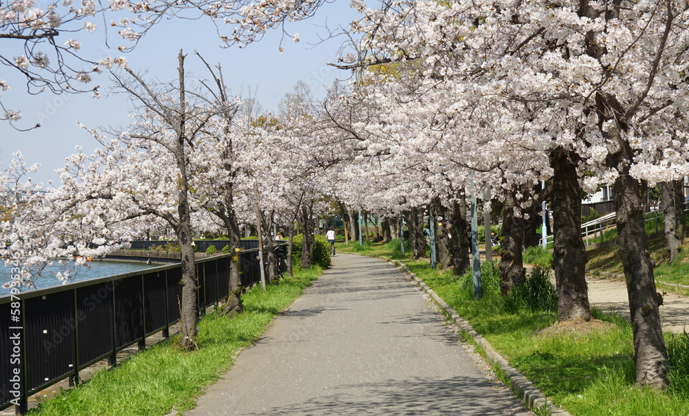Fototapeta premium 毛馬桜之宮公園の桜