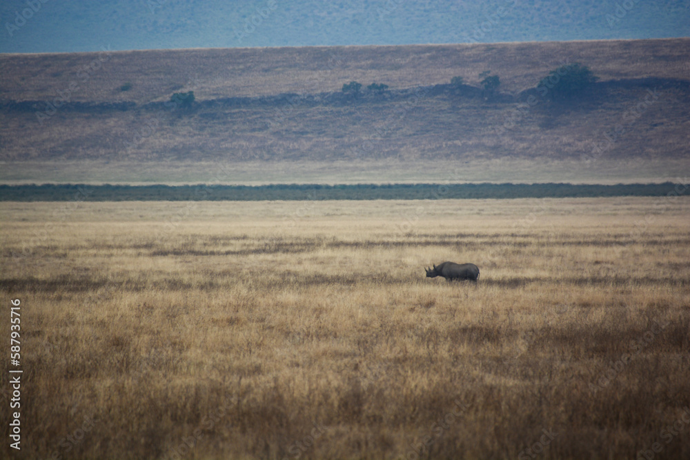 A Majestic Rhino Roaming Freely in the Vast African Plains of Ngorongoro Crater, Tanzania.