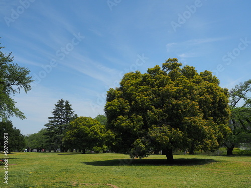 埼玉県稲荷山公園