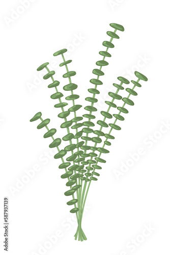 branch with eucalyptus leaves 
