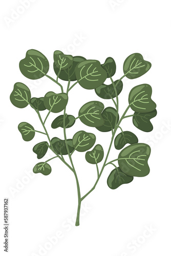 branch with eucalyptus leaves 